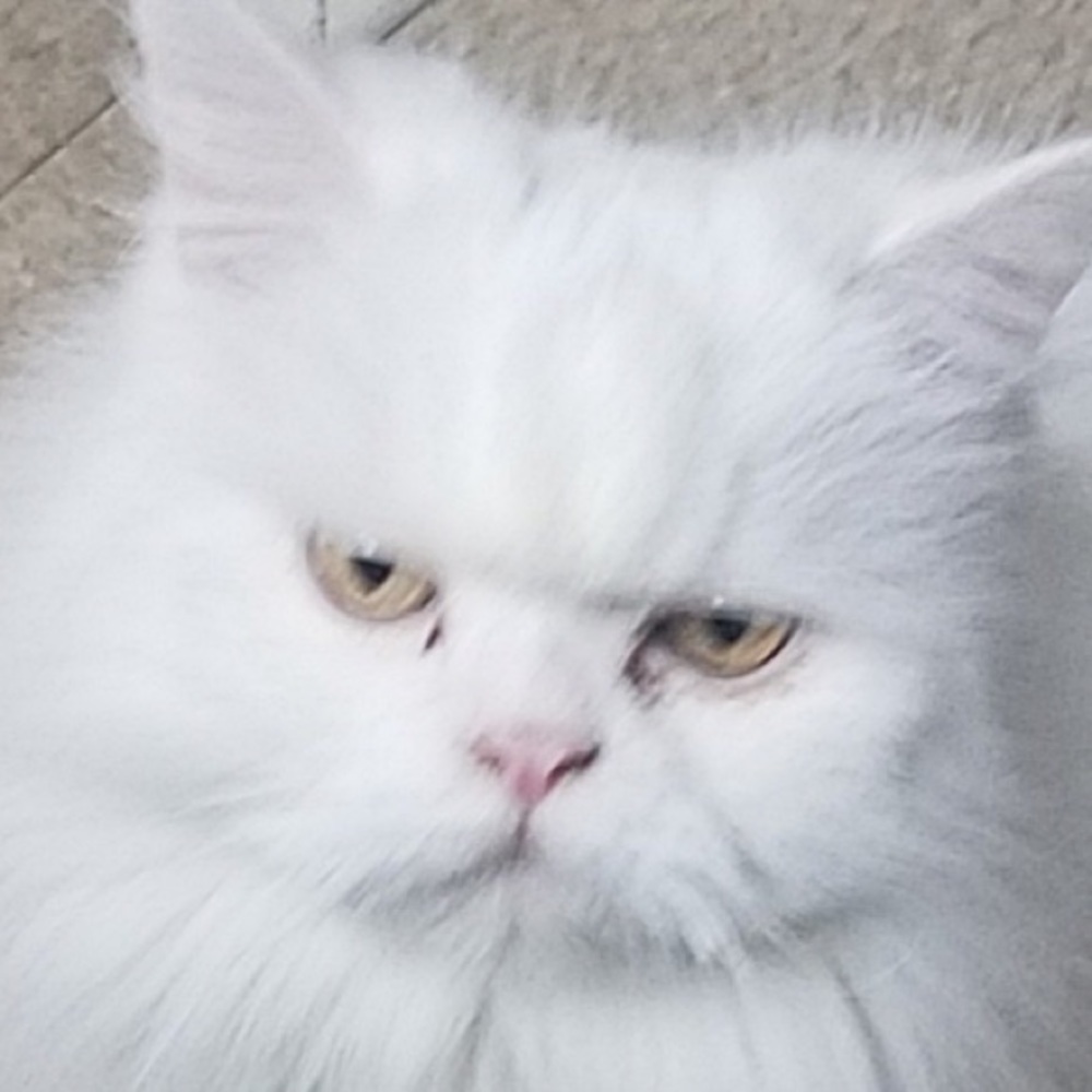 Meet your Posher, Ritzy